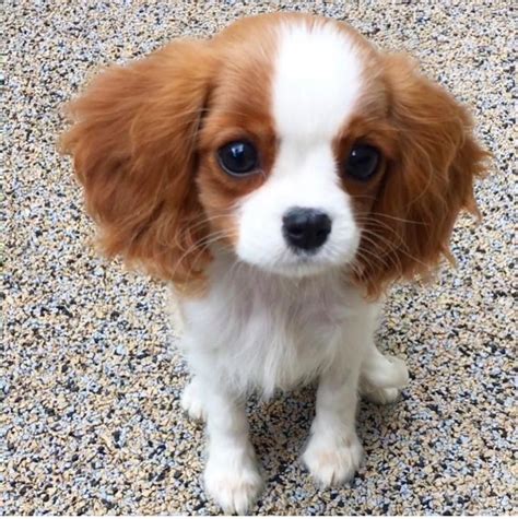 cavalier king charles rescue dogs near me